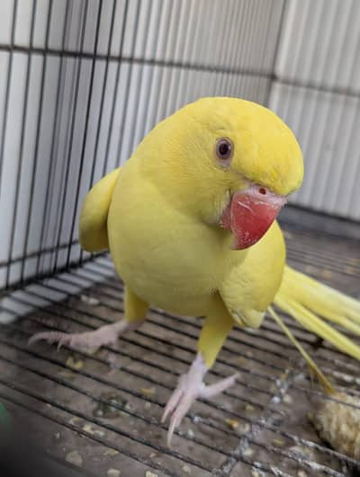 yellow or white ringneck ke male hai