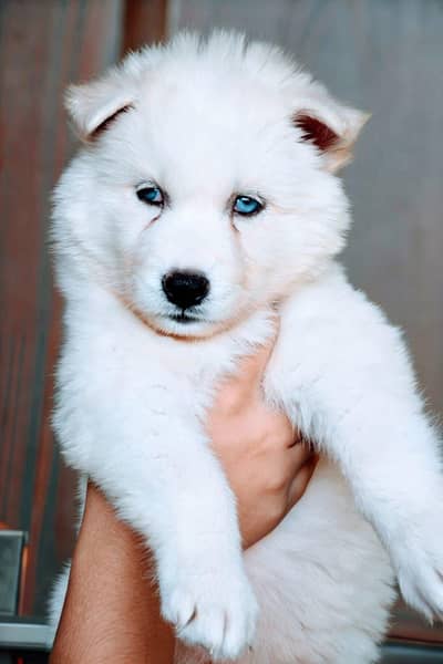 Husky pupoues for sale.