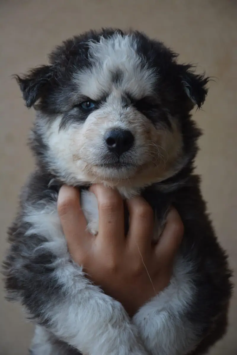 Husky pupoues for sale. — photo 2