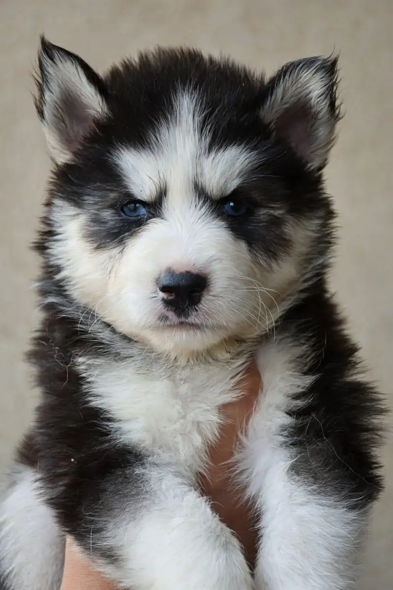 Husky pupoues for sale. — photo 3