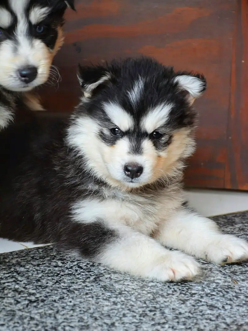 Husky pupoues for sale. — photo 4