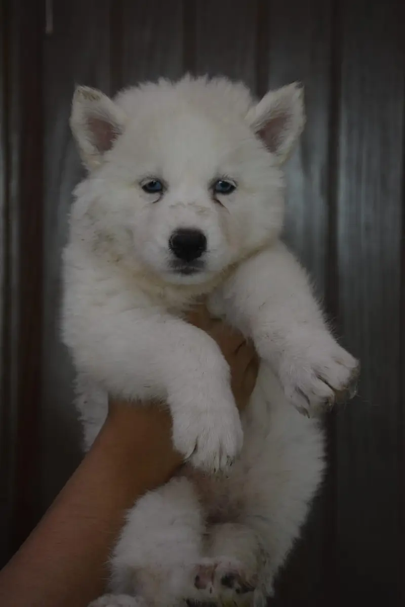 Husky pupoues for sale. — photo 5
