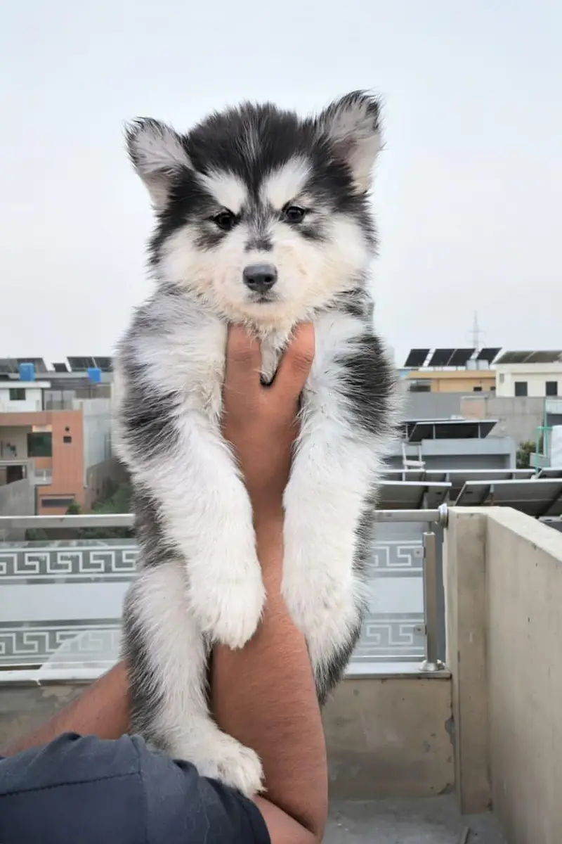 Husky pupoues for sale. — photo 6