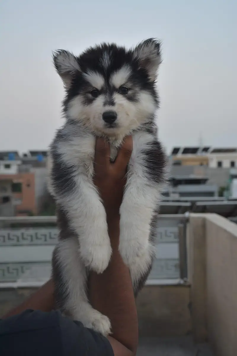 Husky pupoues for sale. — photo 7