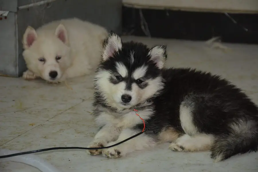 Husky pupoues for sale. — photo 8