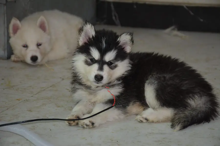 Husky pupoues for sale. — photo 9