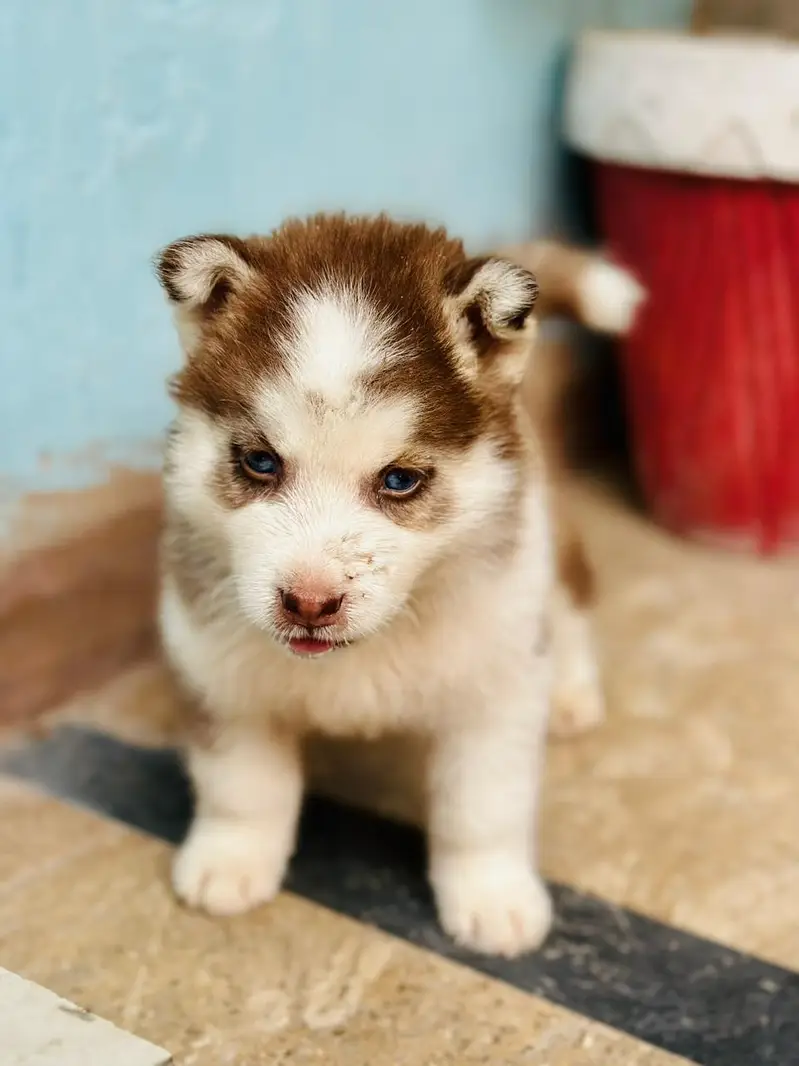 Husky pupoues for sale. — photo 10