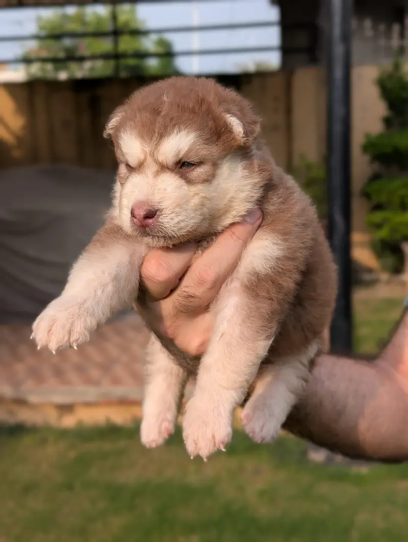 Husky pupoues for sale. — photo 11