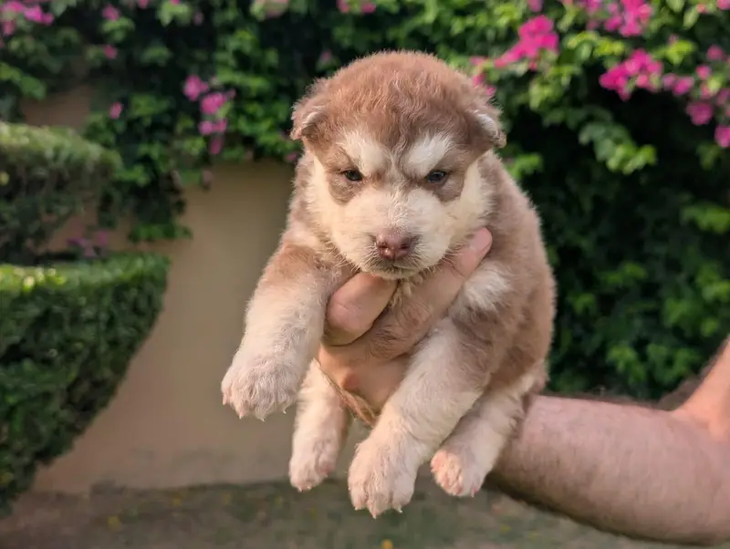 Husky pupoues for sale. — photo 12