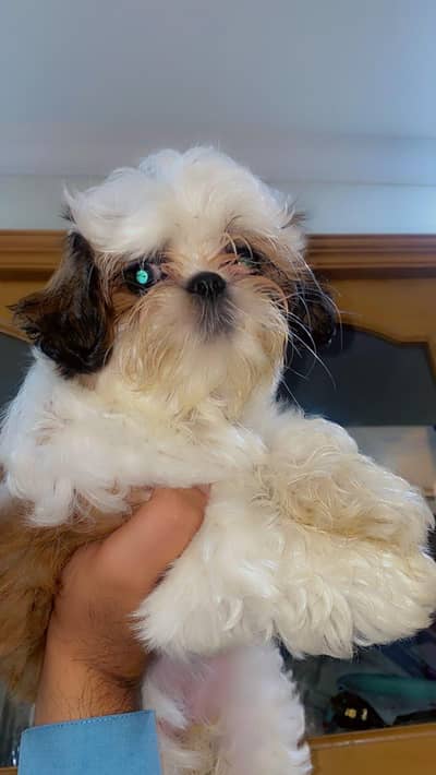 Shihtzu Puppy Pure breedb