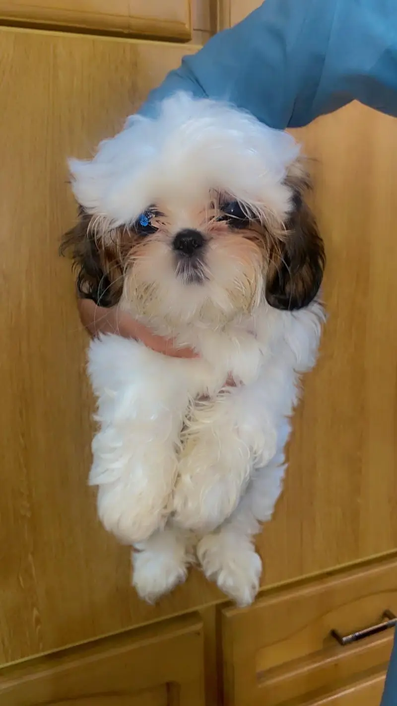 Shihtzu Puppy Pure breedb — photo 2