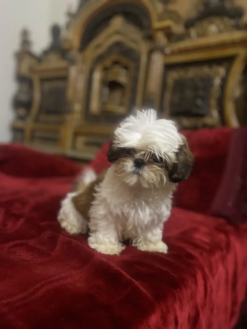 Shihtzu Puppy Pure breedb — photo 3