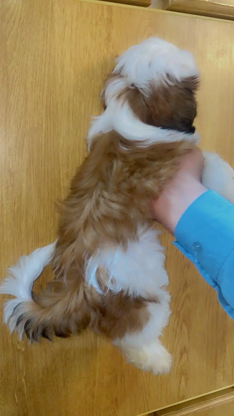 Shihtzu Puppy Pure breedb — photo 4