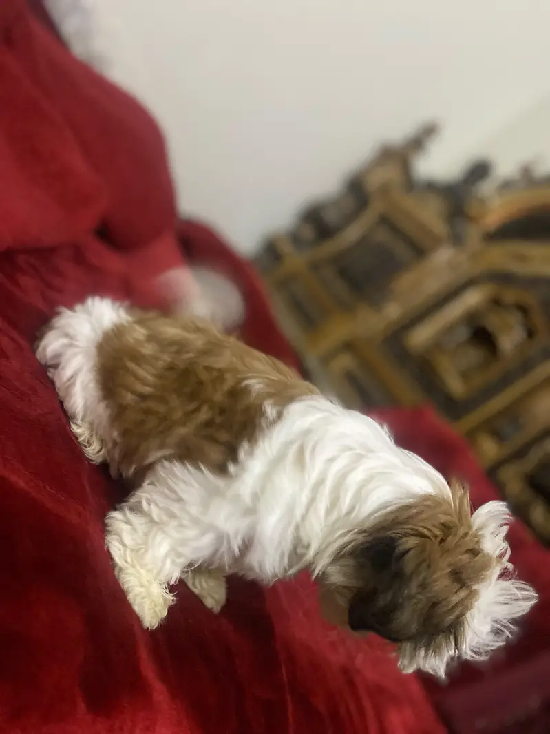 Shihtzu Puppy Pure breedb — photo 5