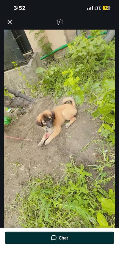 Aghani kuchi puppy