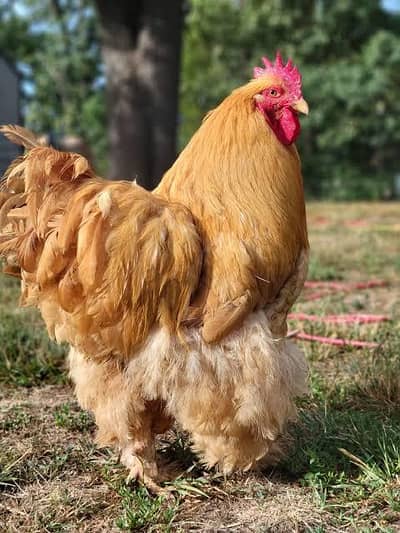 Golden heavy buff chicks(choozay)