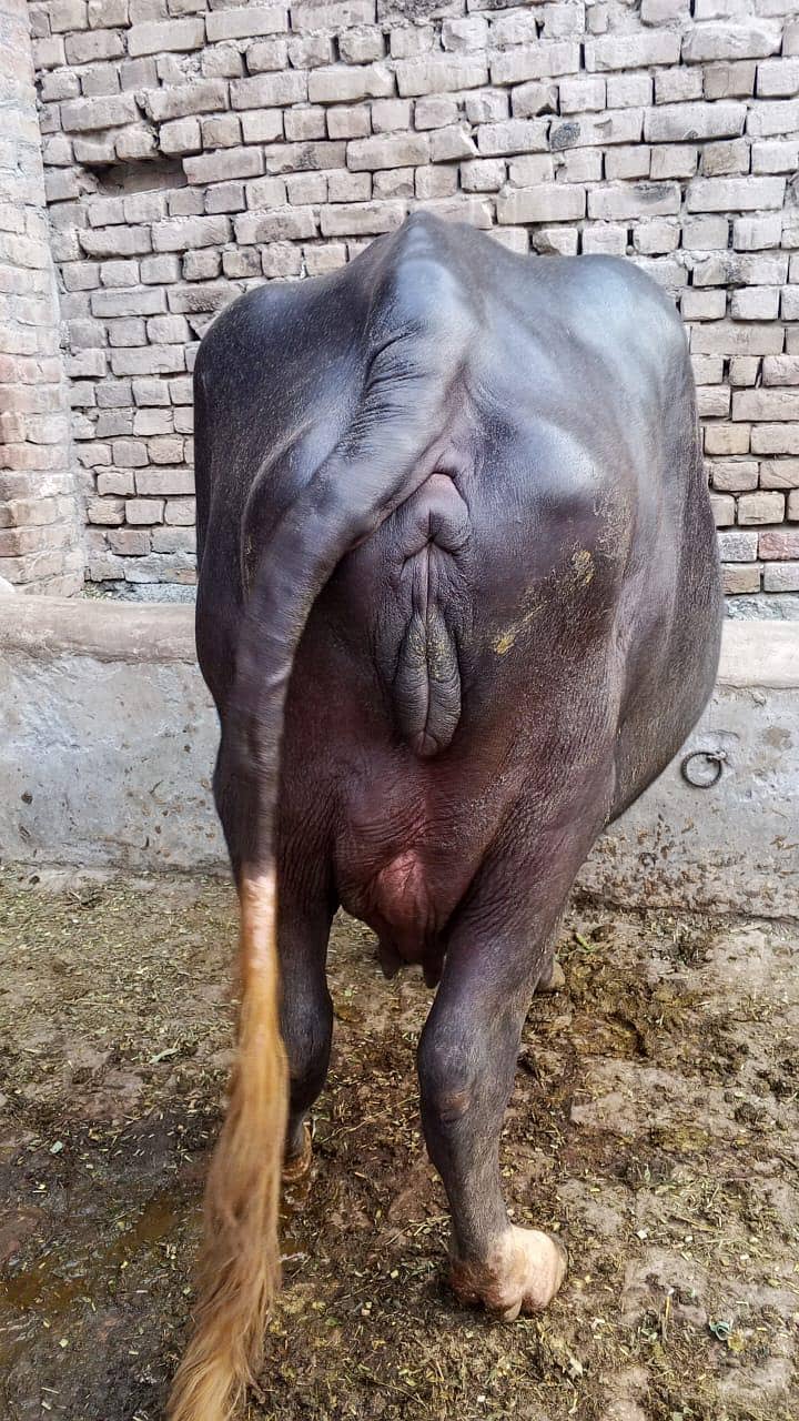 johti 1