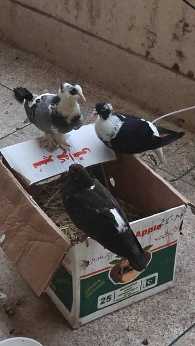 ye 3 Fancy Kabotor (Pigeons) For sell hay