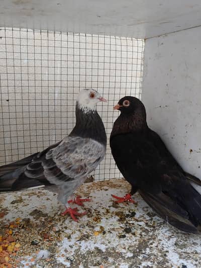 Black male khari femal. sale.