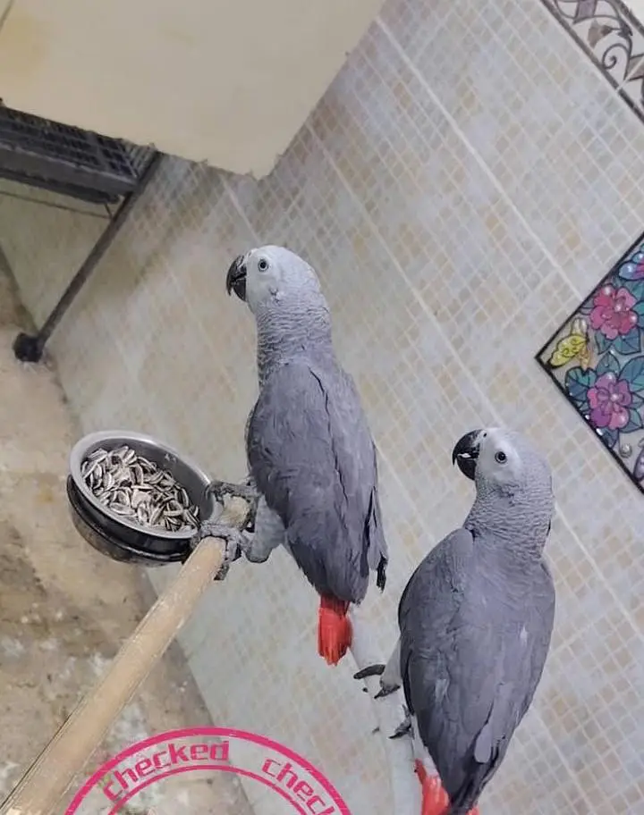 African grey parrot for sale age 4 mohth contact me 03296042216 — photo 4
