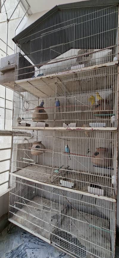 Ringneck | Budgies | Green Parrot | Austraian Bujri | Cage | Pinjra