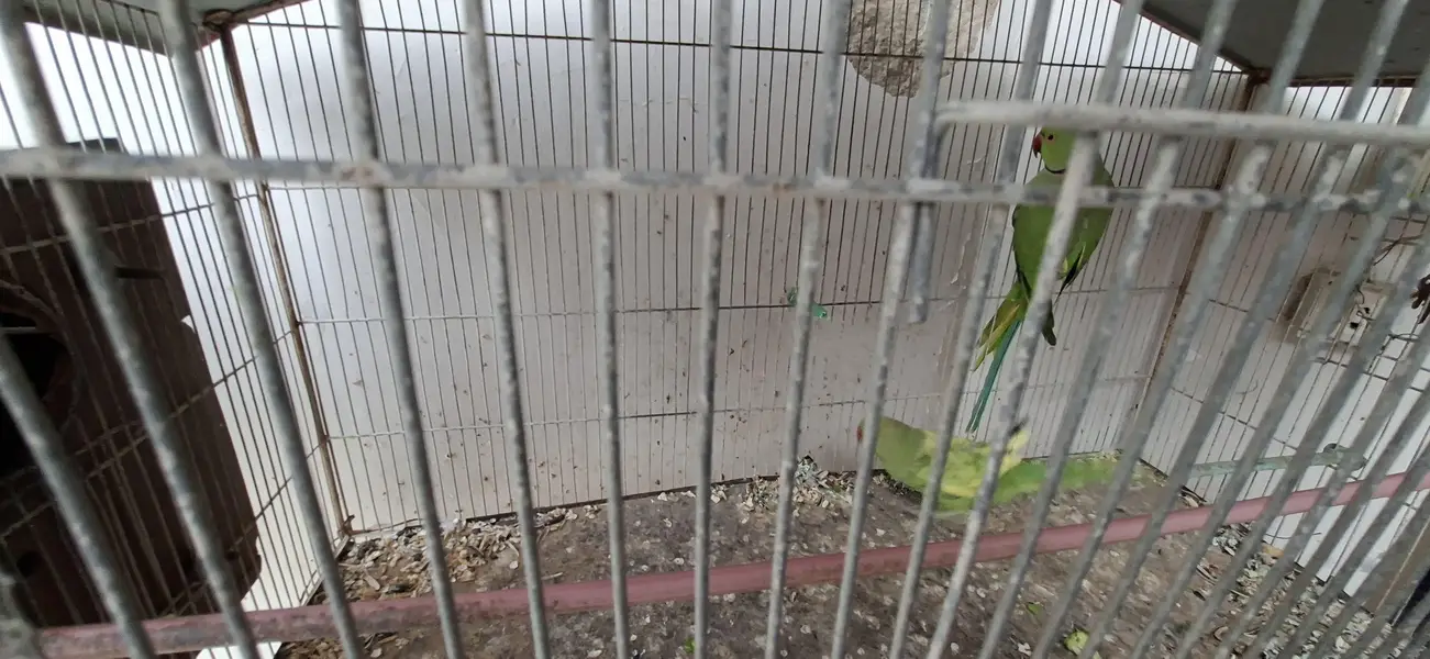 Ringneck | Budgies | Green Parrot | Austraian Bujri | Cage | Pinjra — photo 2