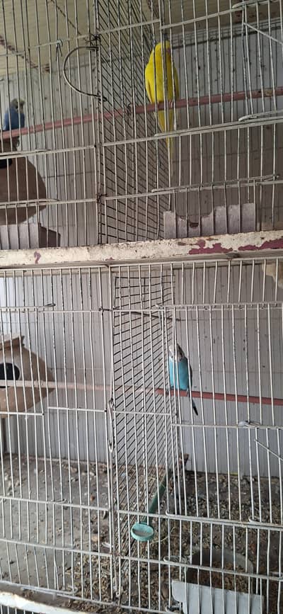 Ringneck | Budgies|Green Parrot|Austraian Bujri|Mithoo | Cage | Pinjra