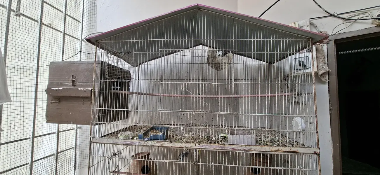 Ringneck | Budgies | Green Parrot | Austraian Bujri | Cage | Pinjra — photo 4
