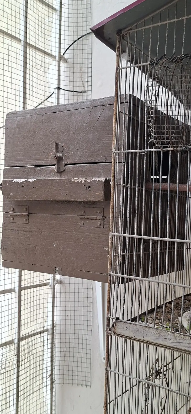 Ringneck | Budgies | Green Parrot | Austraian Bujri | Cage | Pinjra — photo 6