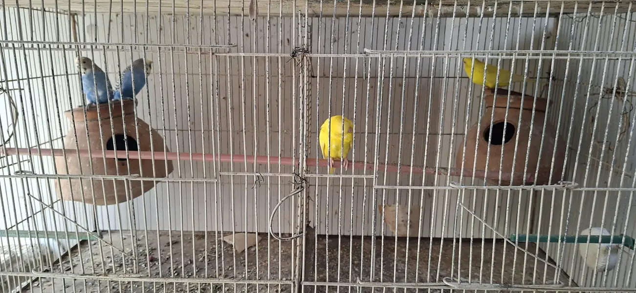 Ringneck | Budgies | Green Parrot | Austraian Bujri | Cage | Pinjra — photo 7