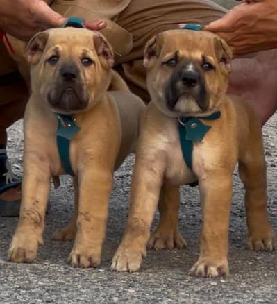 AFGHAN KOCHI ALABAI DOG A+ quality