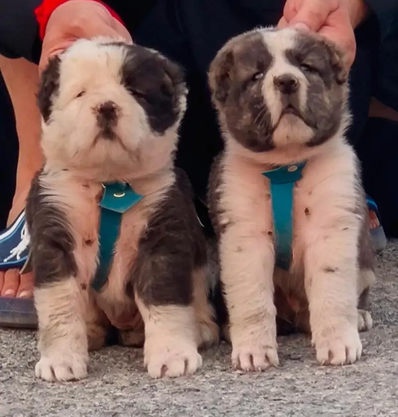 AFGHAN KOCHI ALABAI DOG A+ quality — photo 2