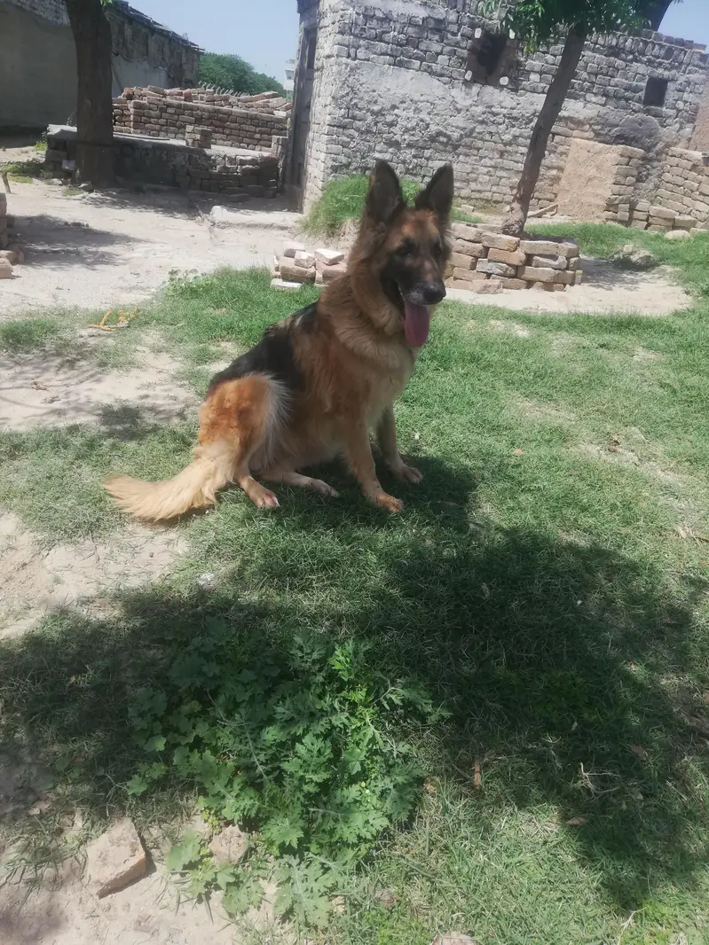 gs female for sale — photo 3