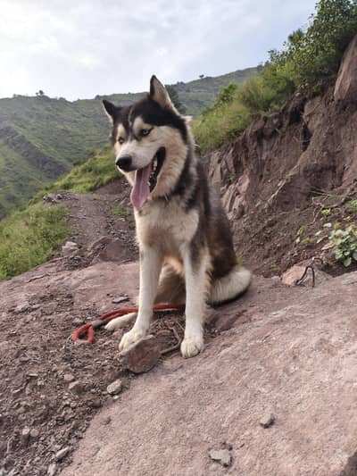 siberian huskey