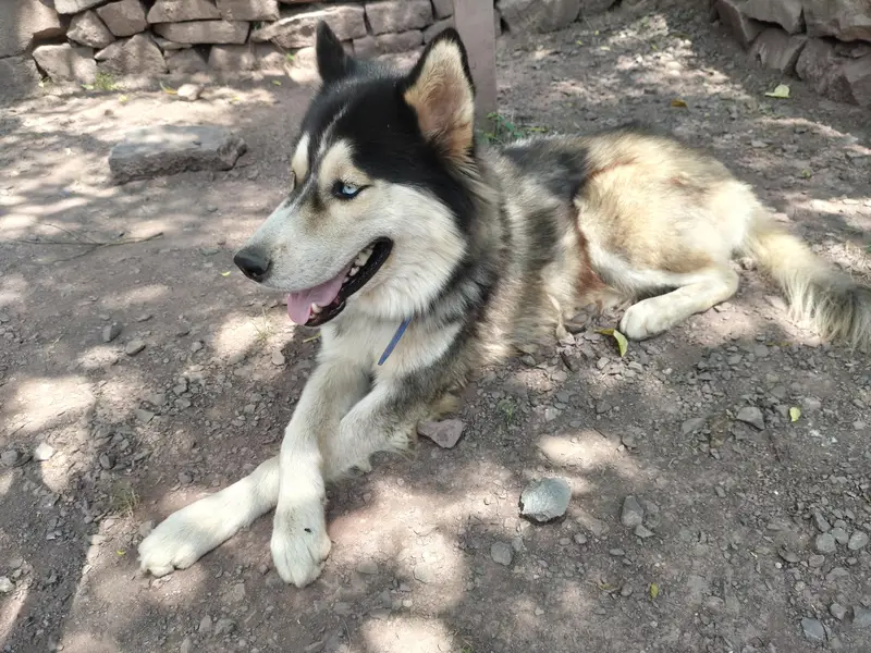 siberian huskey — photo 2
