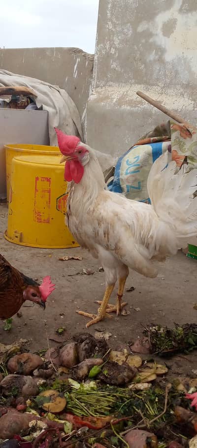 farmi murga available