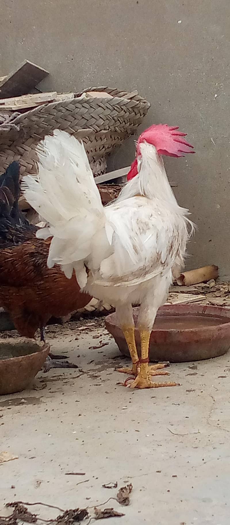 misri hens egg lying pair 3