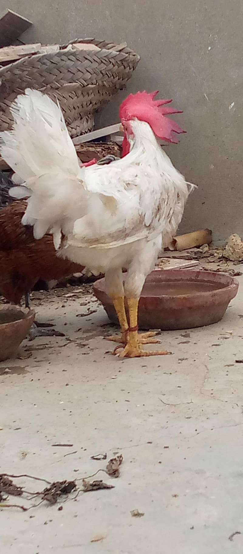 misri hens egg lying pair 7