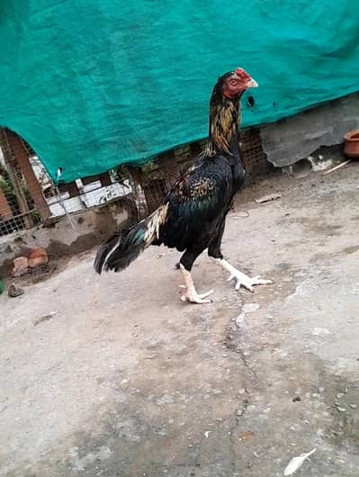 aseel murga