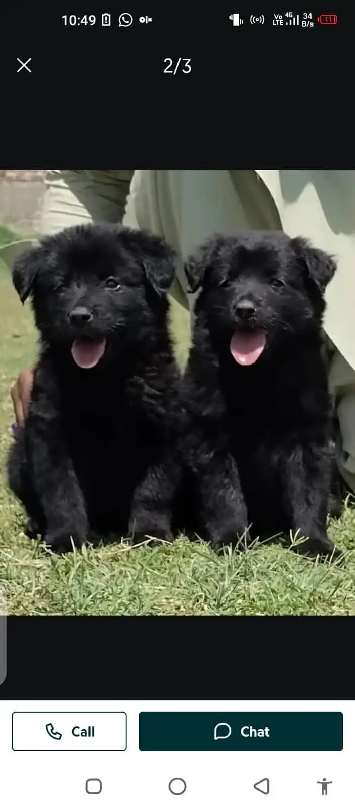 German Shepherd dog for sale male or female03447870160 — photo 2