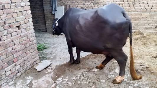 4 daant majj  choootii buffalo bhains tyar 15 din baaki pehla soya