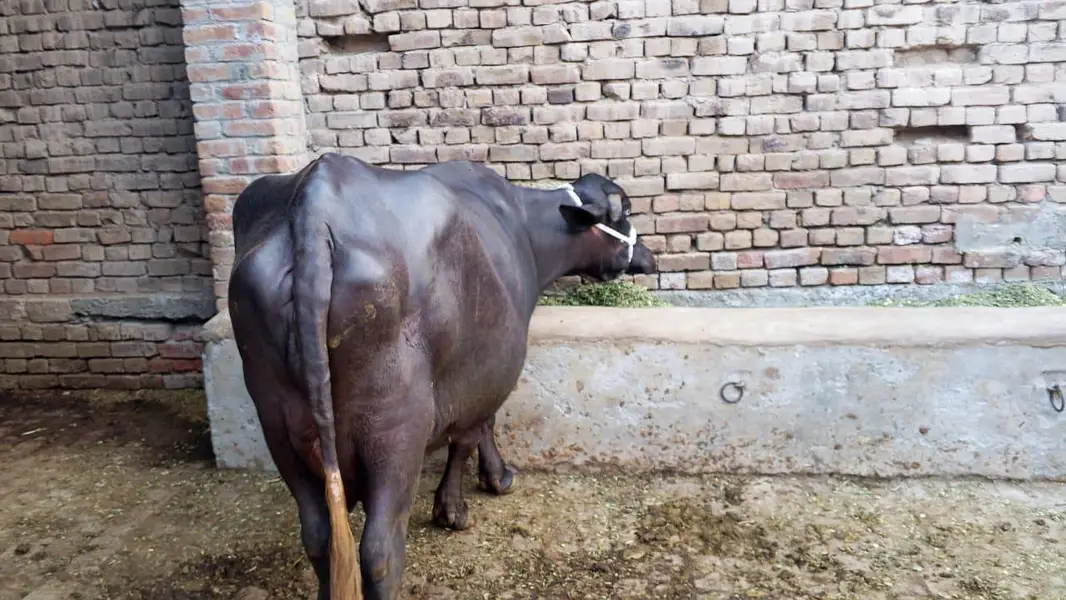 4 daant majj  choootii buffalo bhains tyar 15 din baaki pehla soya — photo 4