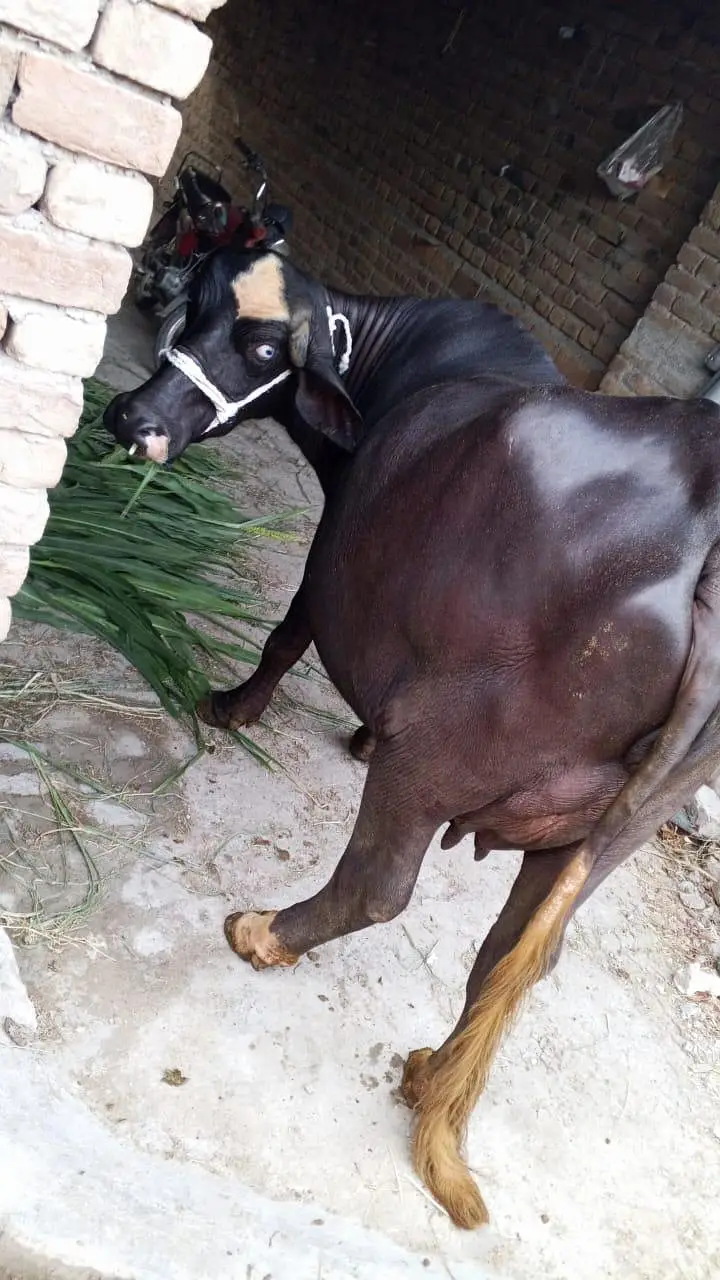 4 daant majj  choootii buffalo bhains tyar 15 din baaki pehla soya — photo 5