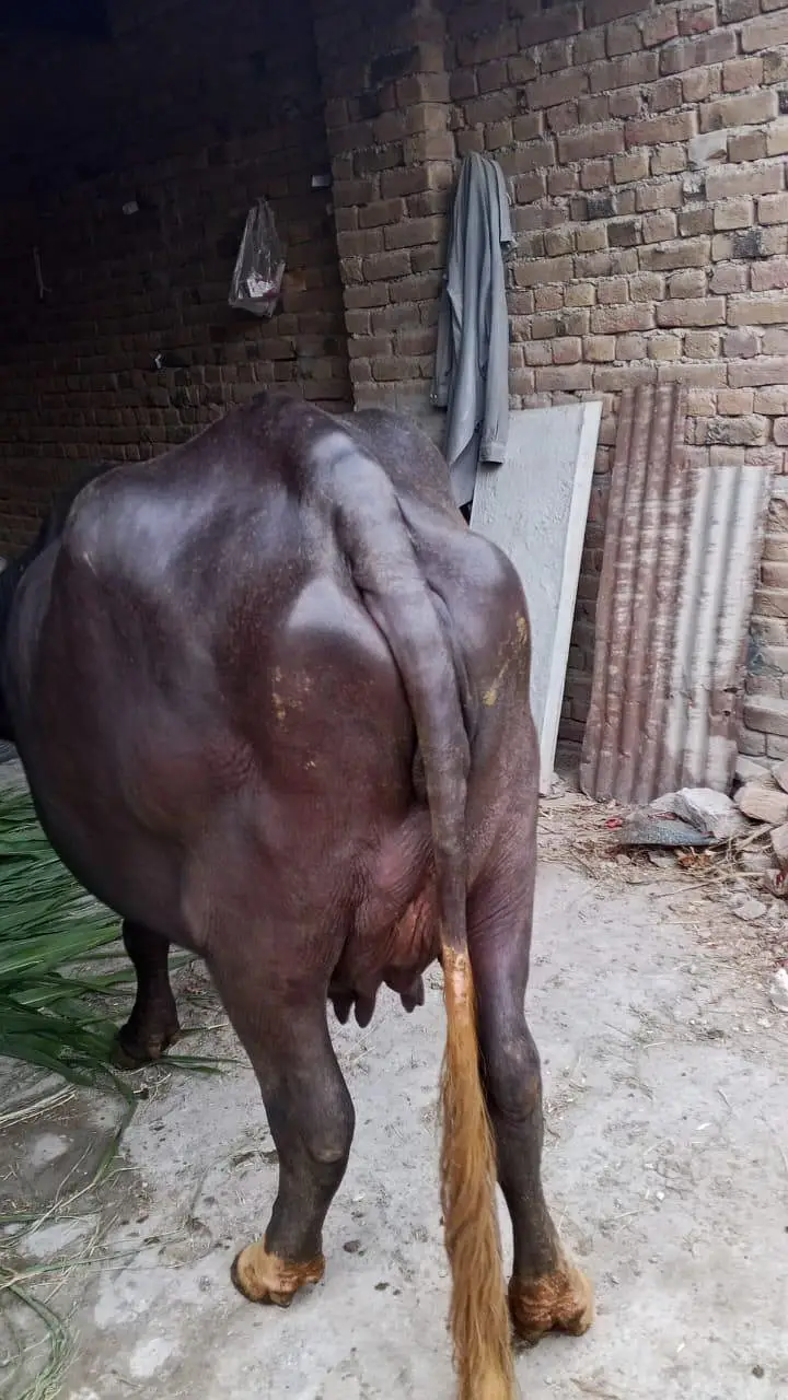 4 daant majj  choootii buffalo bhains tyar 15 din baaki pehla soya — photo 6