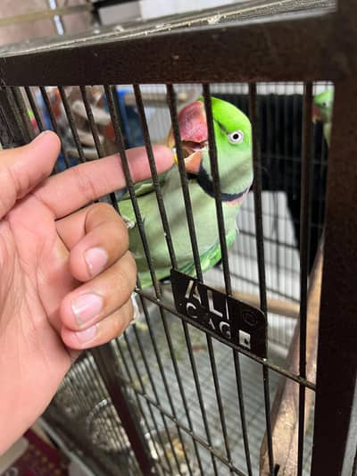 Parrots