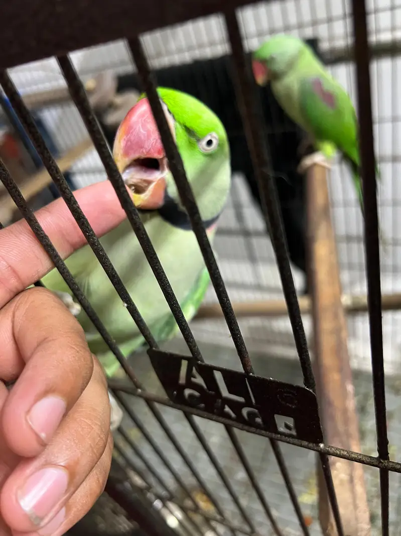 Raw Parrots — photo 2