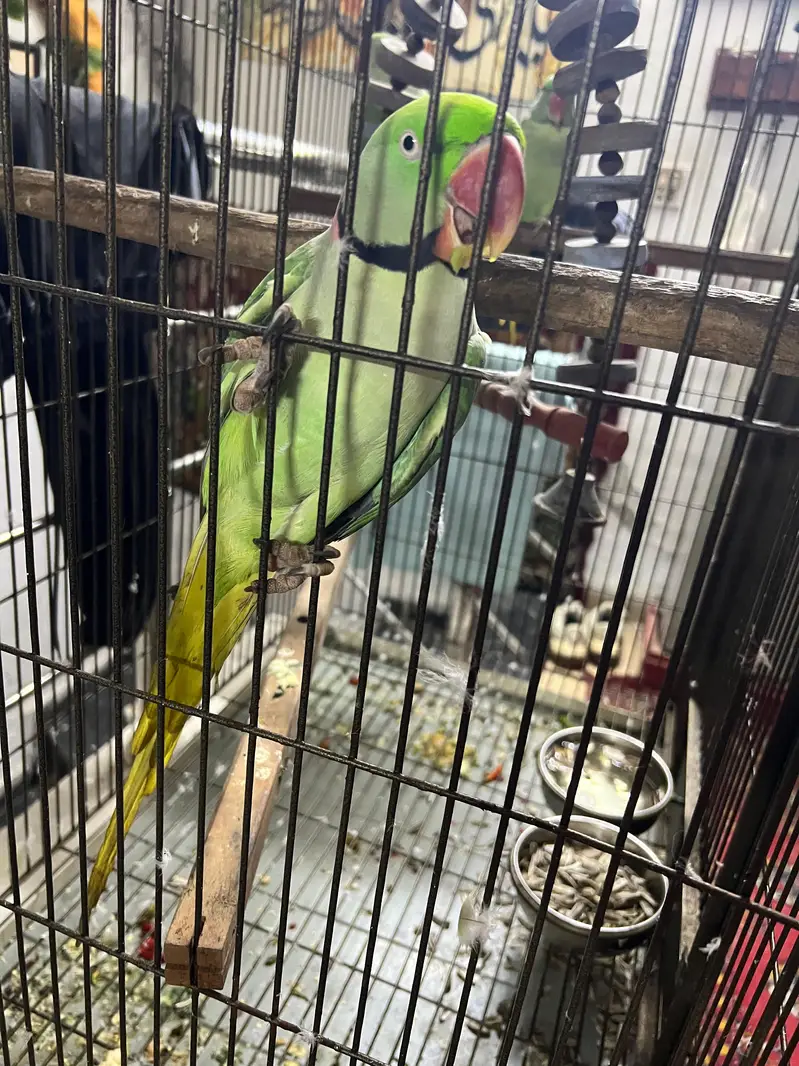 Raw Parrots — photo 3