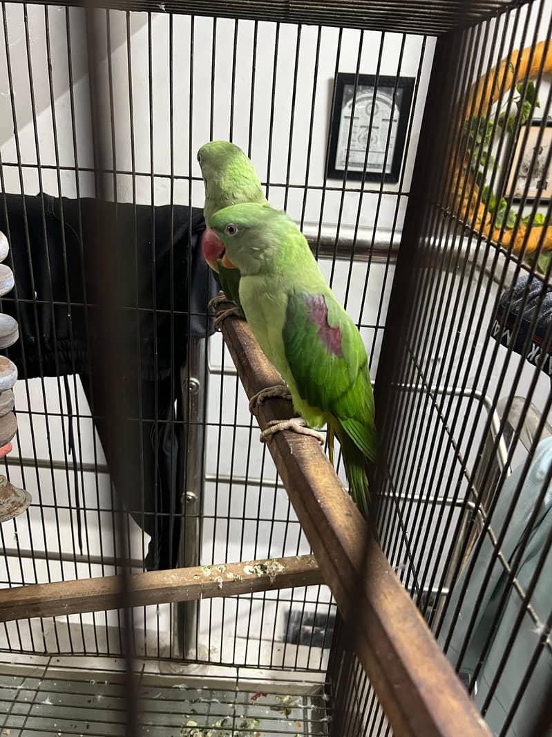 Parrots 3