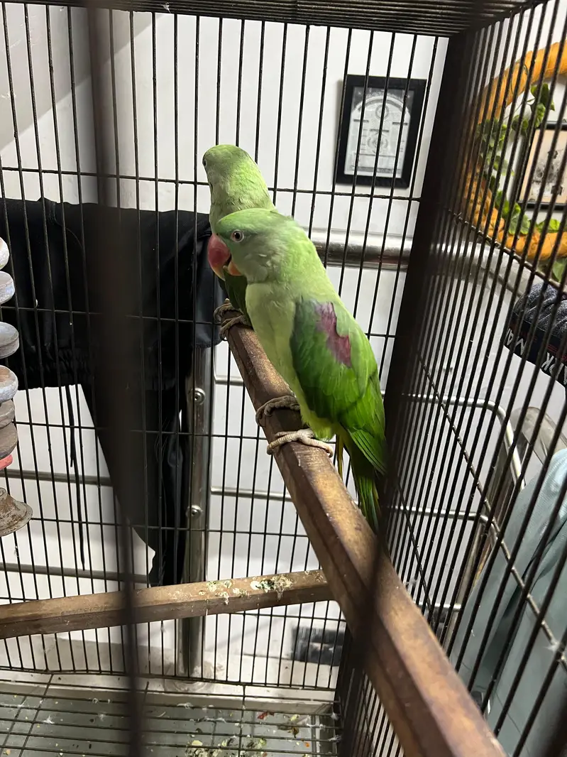 Raw Parrots — photo 4