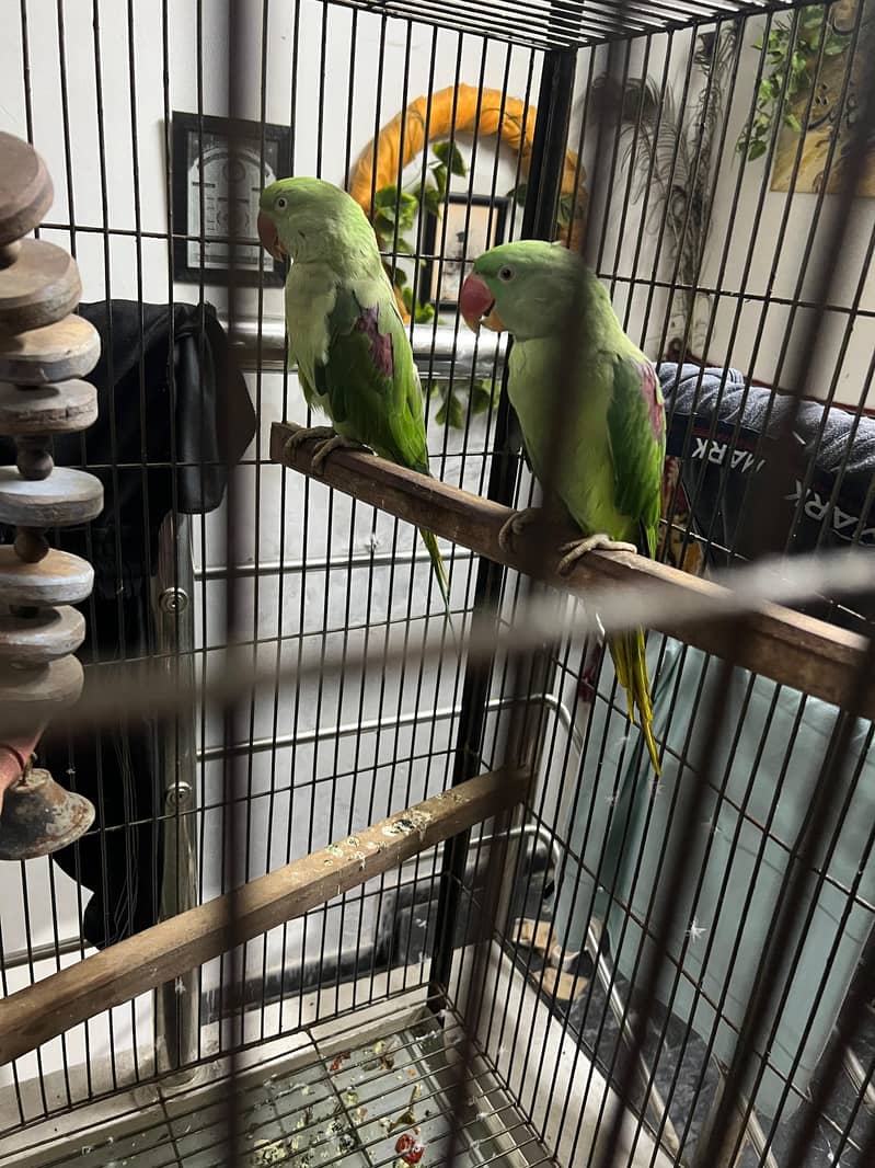 Parrots 4